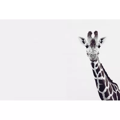 ARTist Mural Giraffe Portrait 119817