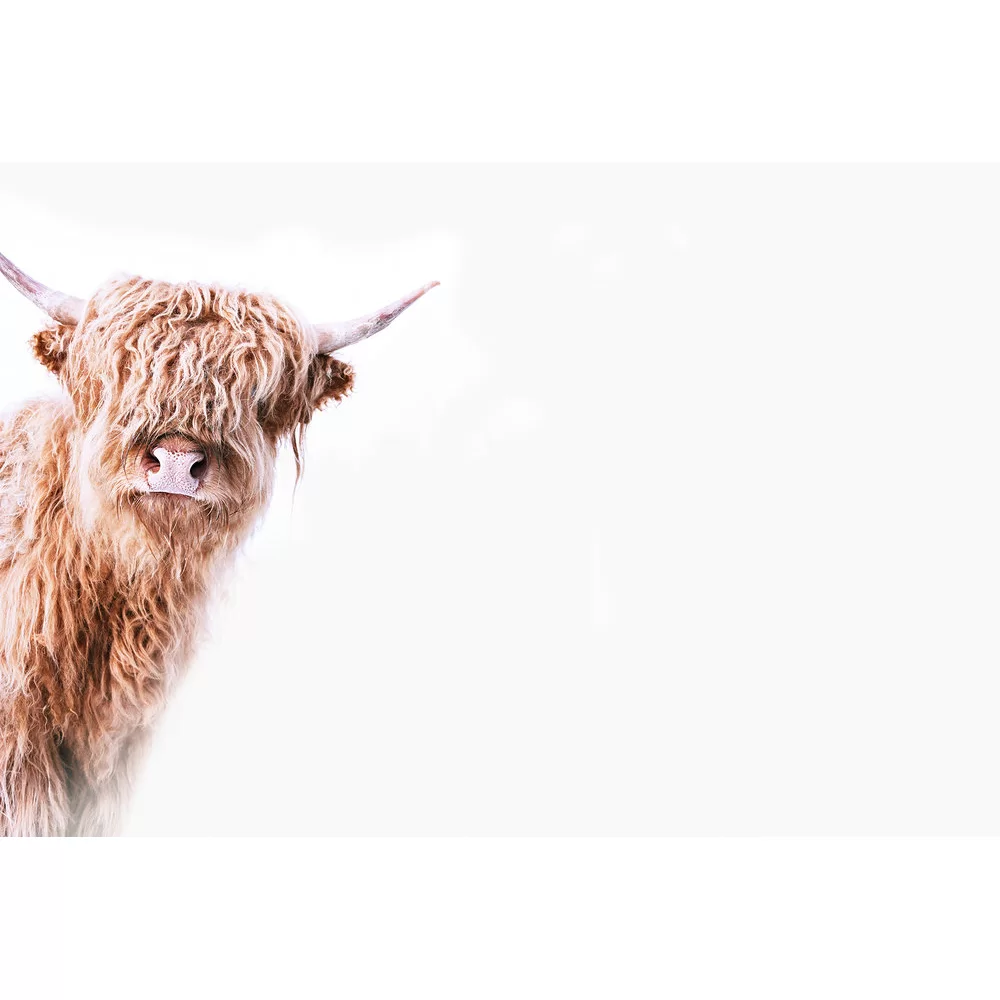 Highland Cow II