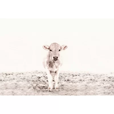 ARTist Mural Highland Cattle 3 119833
