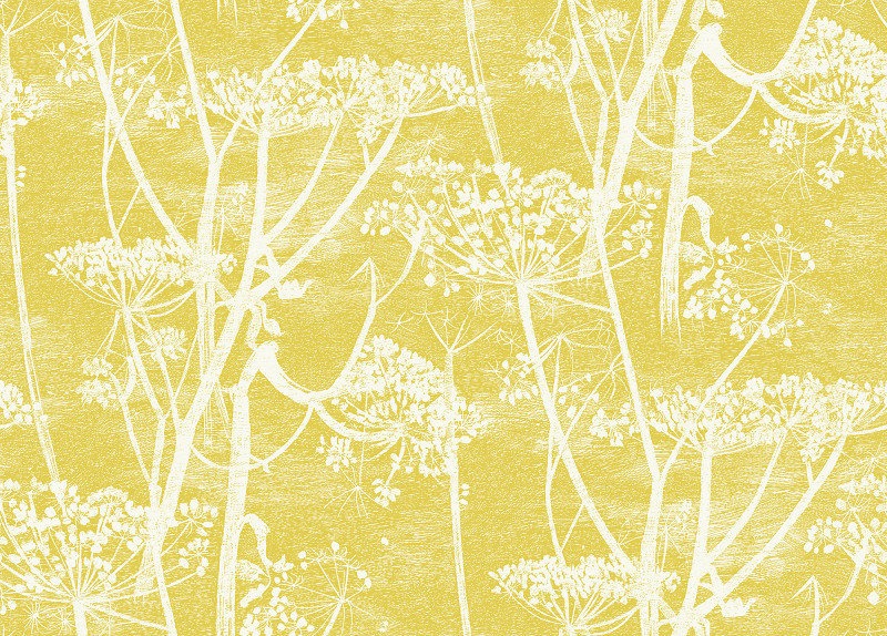 Cole and Son Cow Parsley Wallpaper PREORDER – Little & Fox