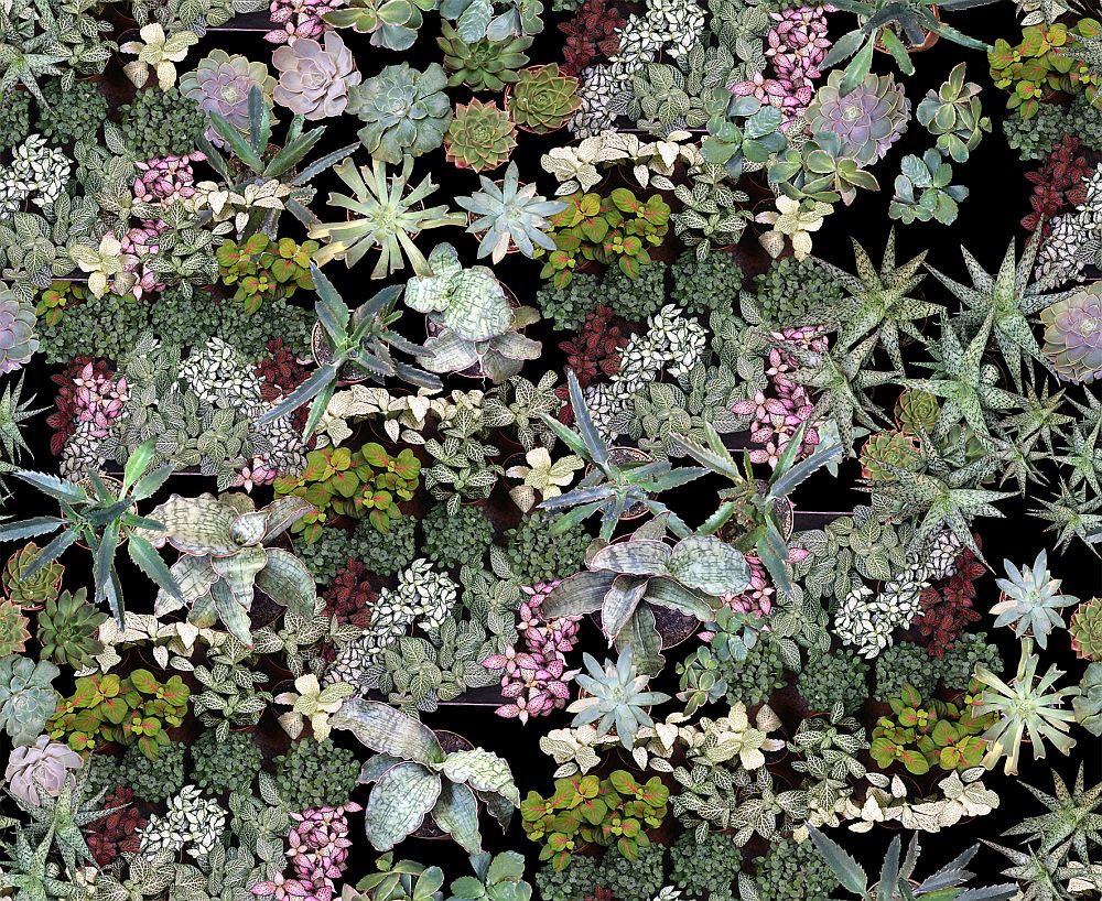Surreal Succulents Wallpaper - Green - by Ella Doran