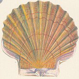 Captain Thomas Brown's Shells Wallpaper - Sepia - by Designers Guild. Click for more details and a description.