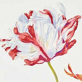 Panoramique Tulipomania - Botanique - Sanderson. Cliquez pour en savoir plus et lire la description.