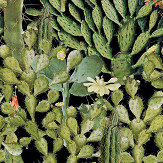 Opuntia Mural - Green / black - by Mind the Gap. Click for more details and a description.