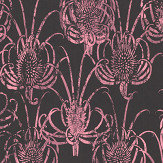 Les Centaurees Wallpaper - Pink/ Black - by Christian Lacroix. Click for more details and a description.
