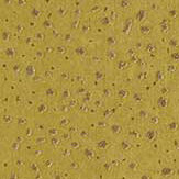 Foxy Wallpaper - Citrus - by Harlequin. Click for more details and a description.