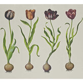 Panoramique Tulips Mural - Rouge - Andrew Martin. Cliquez pour en savoir plus et lire la description.