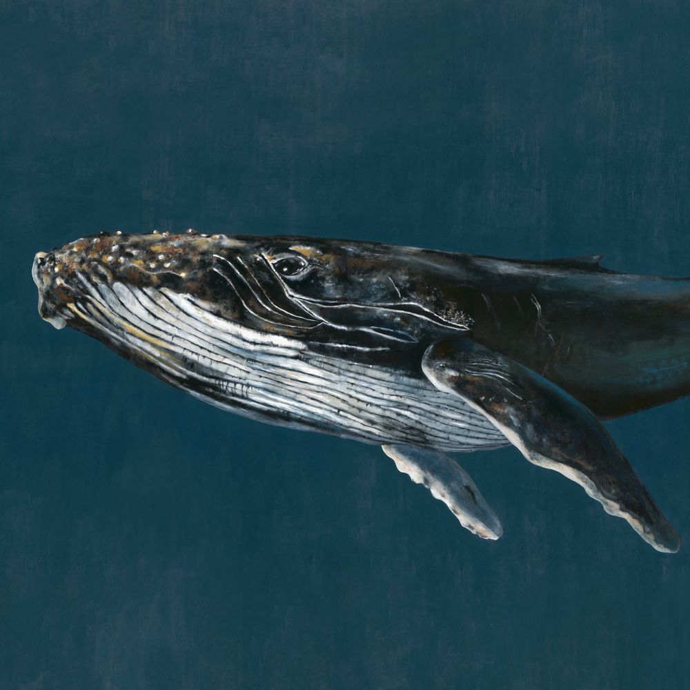 Humpback Whale Mural - Ocean - by Coordonne