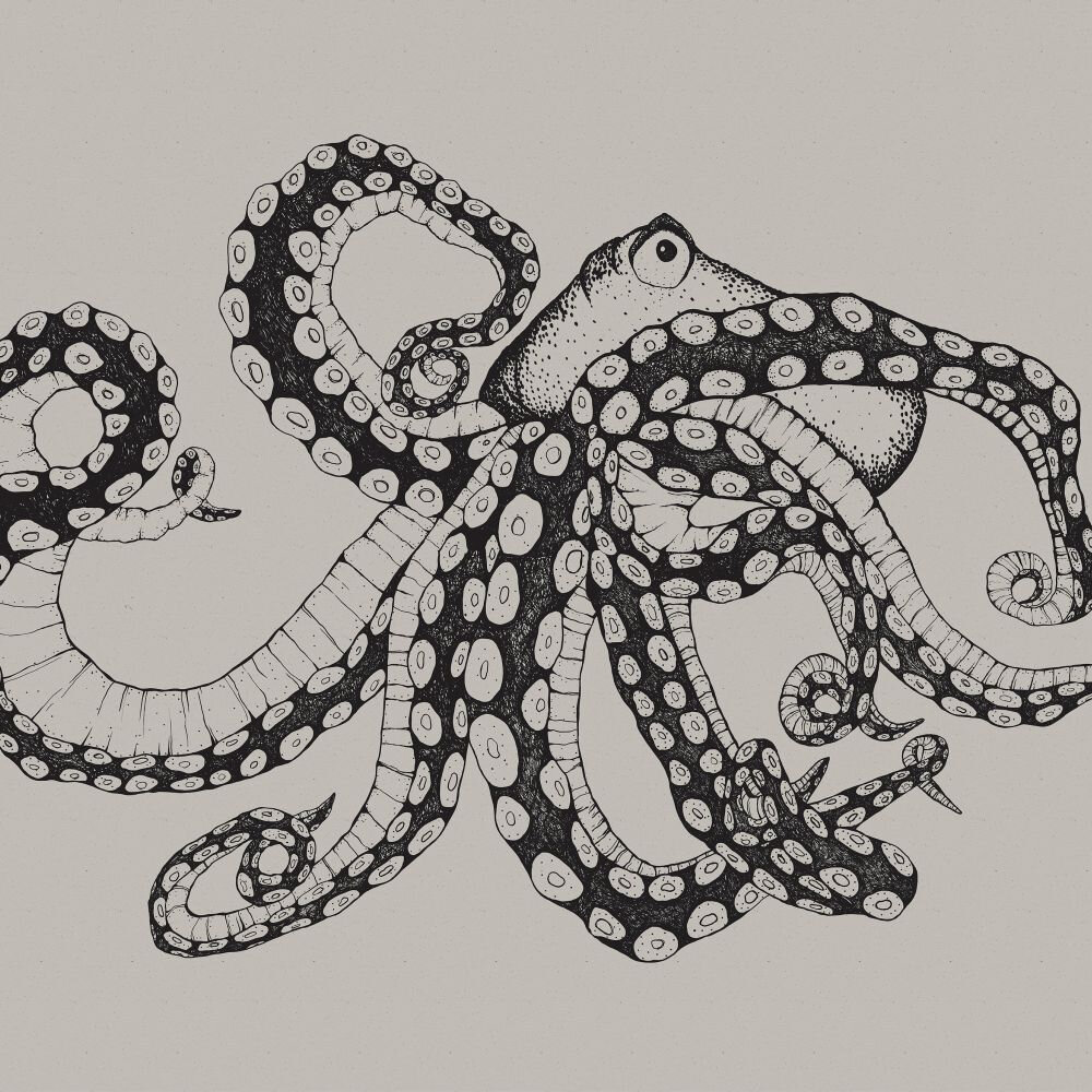 Octopus X-Ray Mural - Ink - by Coordonne