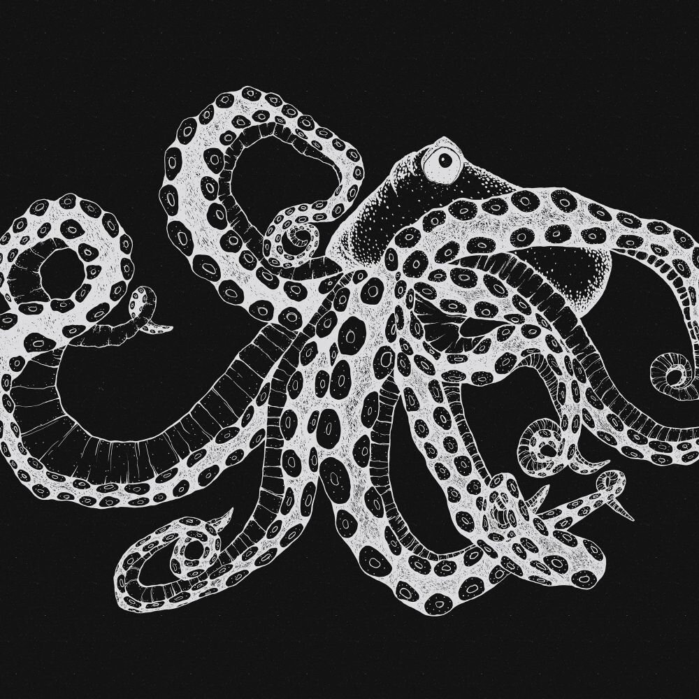 Octopus X-Ray Mural - Black - by Coordonne