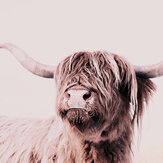 Highland Cattle 1 Mural - Brown - by ARTist. Click for more details and a description.