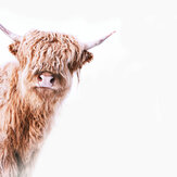 Highland Cattle 2 Mural - Brown - by ARTist. Click for more details and a description.