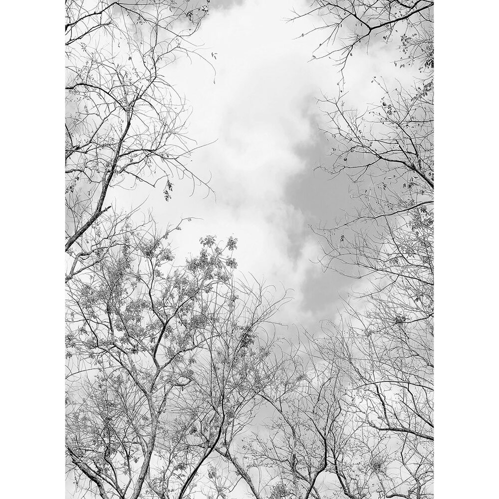Tree Tops Set of 4 panels Mural - Black & White - by Anaglypta