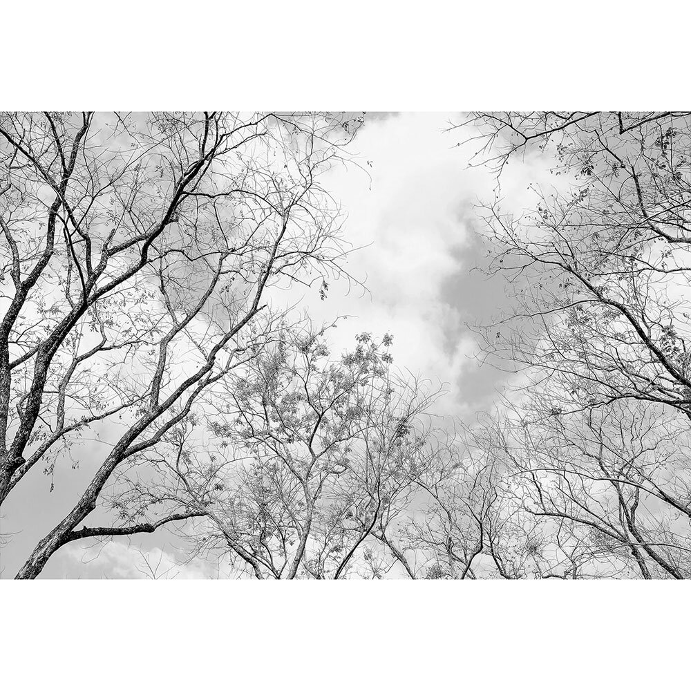 Tree Tops Set of 8 panels Mural - Black & White - by Anaglypta