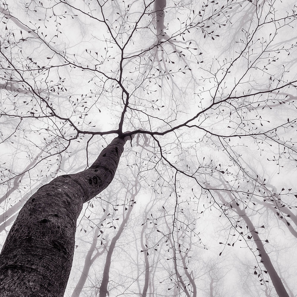 Inside the Trees Set of 8 panels Mural - Black & White - by Anaglypta