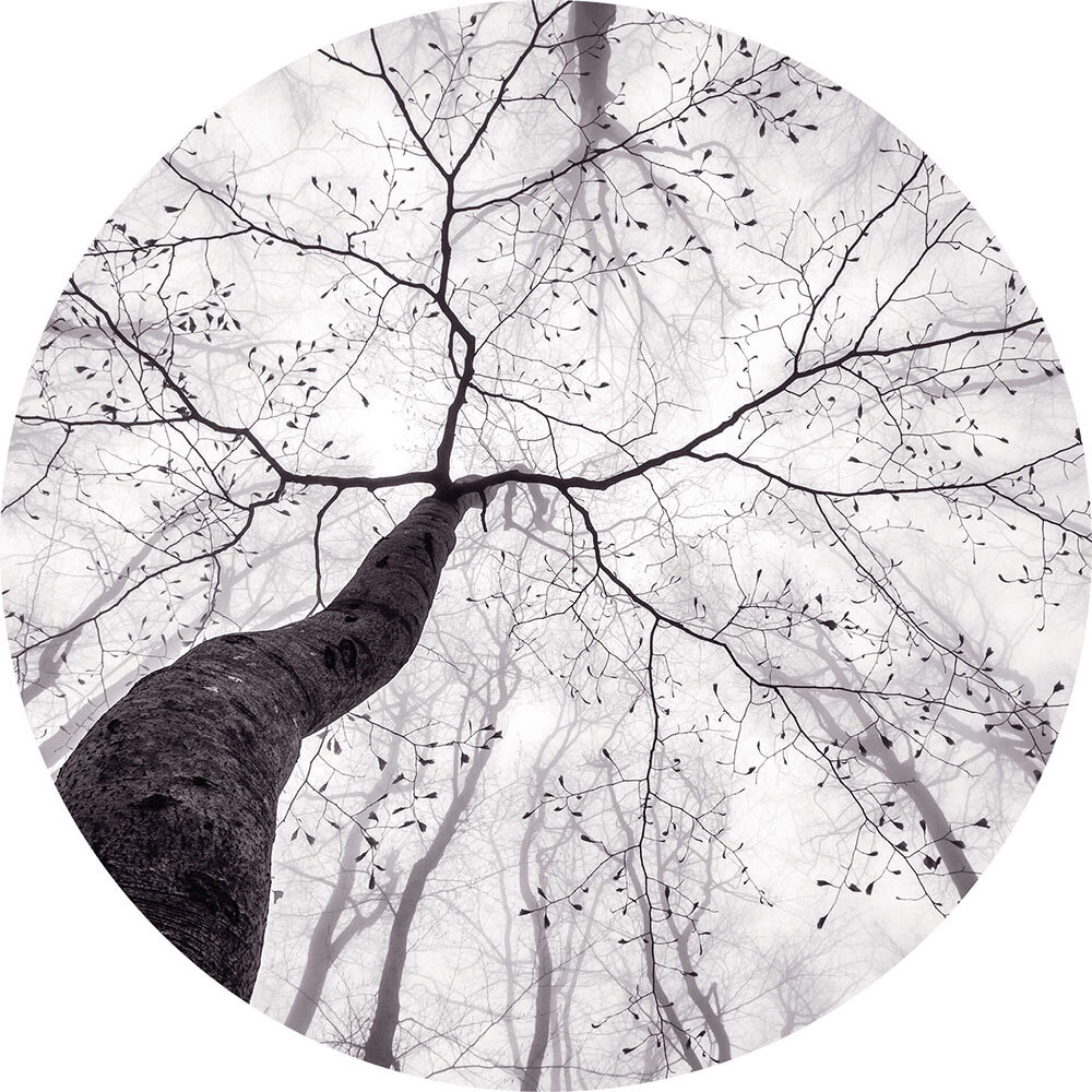Inside the Trees Set of 3 panels Mural - Black & White - by Anaglypta