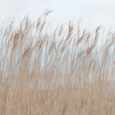 Swaying Reed Mural - Natural - by Rebel Walls. Click for more details and a description.