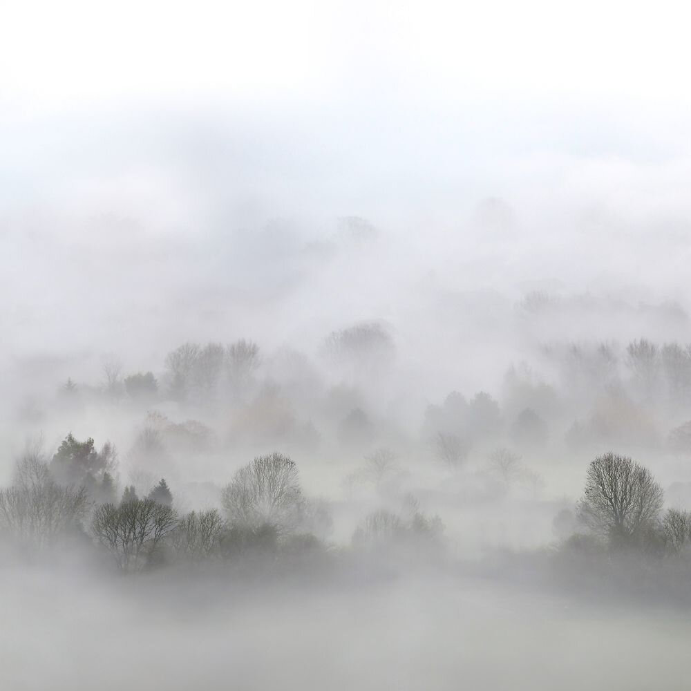 Morning Fog Mural - Grey - by Rebel Walls