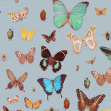 Bugs and Butterflies Wallpaper - Multi-coloured - by Ella Doran. Click for more details and a description.