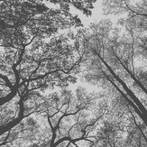 Panoramique Towering Trees - Noir - Metropolitan Stories. Cliquez pour en savoir plus et lire la description.