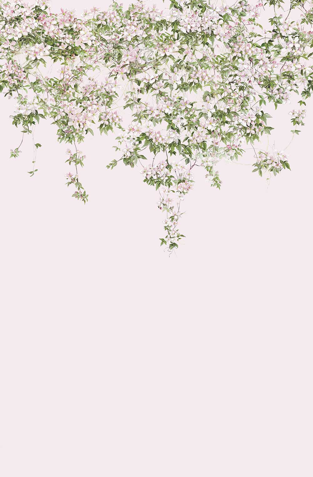 Classic Clematis Mural - Pink - by Sian Zeng