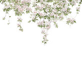 Classic Clematis Mural - White - by Sian Zeng. Click for more details and a description.