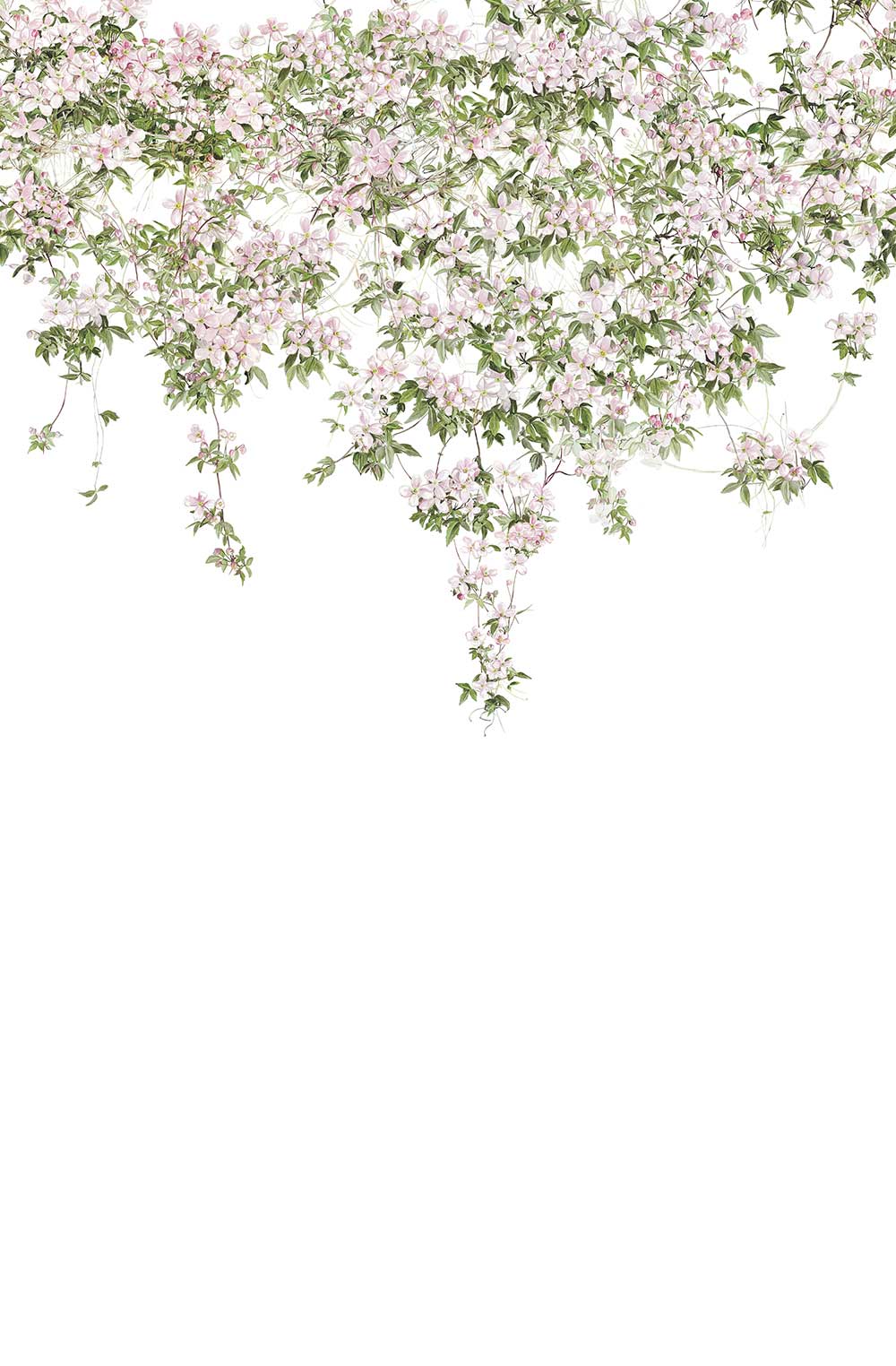 Classic Clematis Mural - White - by Sian Zeng