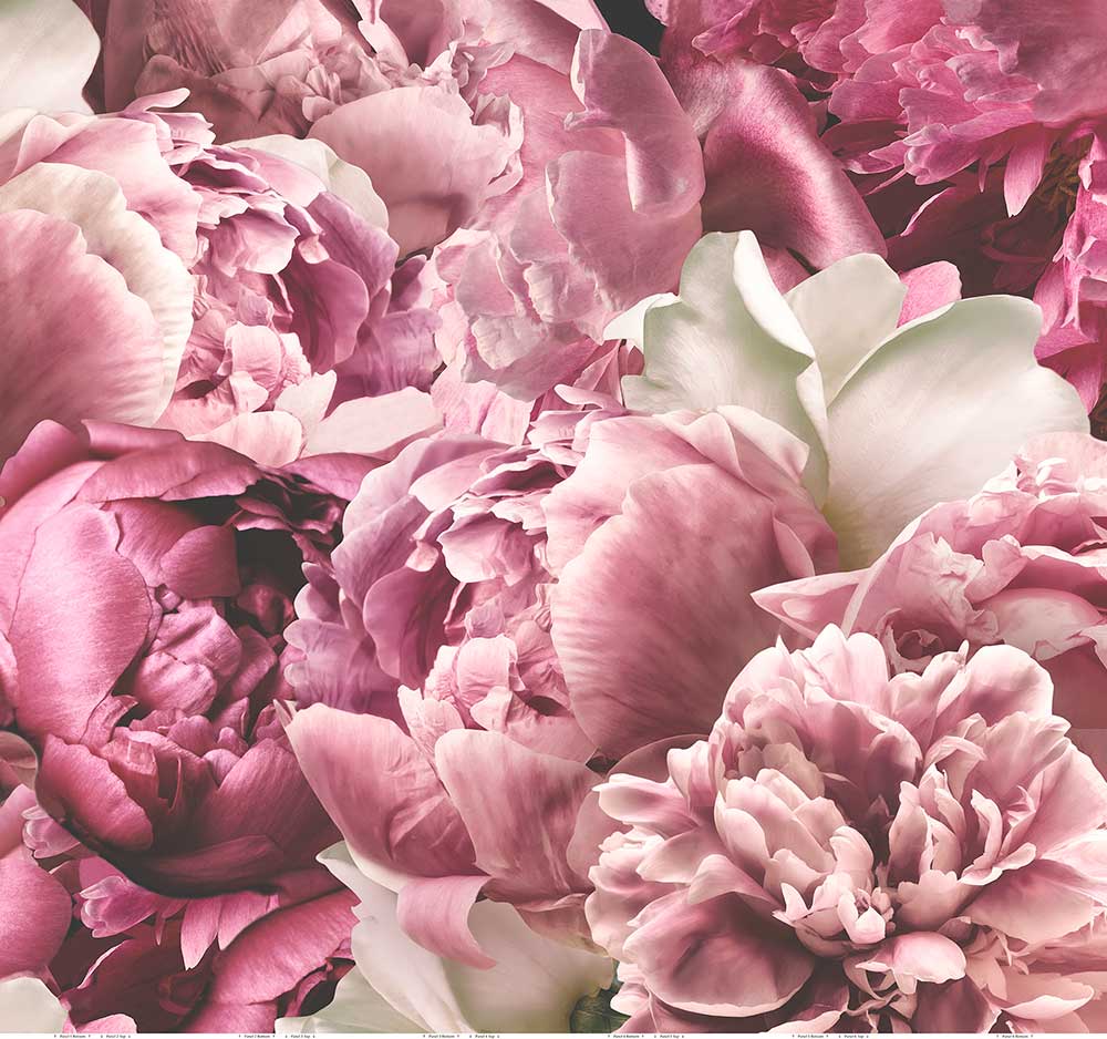 Peonies Mural - Pink - by Arthouse