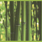 Frise Bamboo Border - Vert - Albany. Cliquez pour en savoir plus et lire la description.