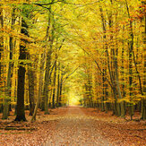 Autumn Forest Large  Mural - Spice - by Origin Murals. Click for more details and a description.