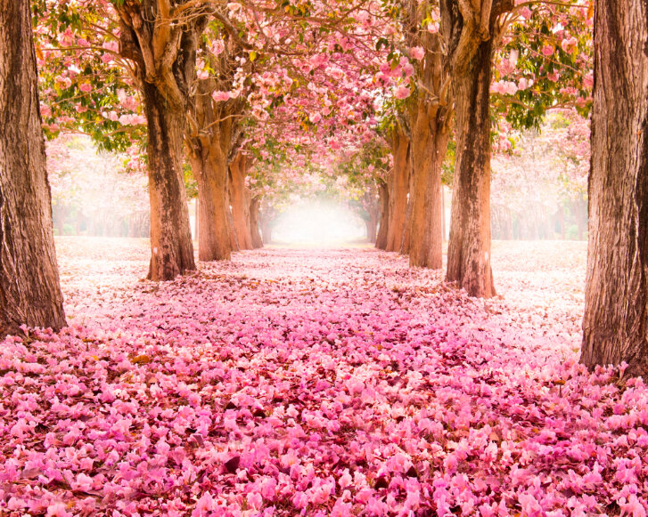 Blossom Trees Mural - Rose Pink - by Origin Murals