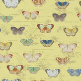 Butterfly Studies Wallpaper - Mimosa - by Designers Guild. Click for more details and a description.