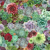 Succulent Living Wall Wallpaper - Multi coloured - by Arthouse. Click for more details and a description.