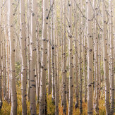 Birch Tree Mural - Golden - by Grandeco